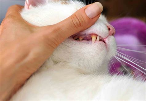 kedilerin ağzı neden akar